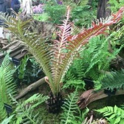 Blechnum Brasiliense 'Volcano' -plant store pl2000027454 card7 lg