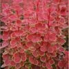 Berberis Thunbergii 'Orange Sunrise' (PBR) 1 Berberis Thunbergii 'Orange Sunrise' (PBR) -plant store pl2000027456