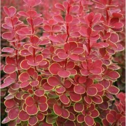 Berberis Thunbergii 'Orange Sunrise' (PBR)