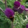 Cirsium Rivulare 'Trevors Felley Find' (PBR) 2 Cirsium Rivulare 'Trevors Felley Find' (PBR) -plant store pl2000027476