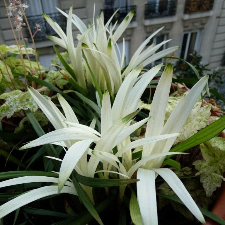 Liriope Muscari 'Okina' 4 Liriope Muscari 'Okina' - Image 2