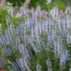 Salvia Nemerosa Crystal Blue (Color Spires Series) 1 Salvia Nemerosa Crystal Blue (Color Spires Series) -plant store pl2000027479