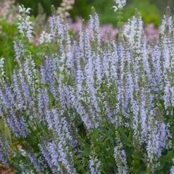 Salvia Nemerosa Crystal Blue (Color Spires Series)