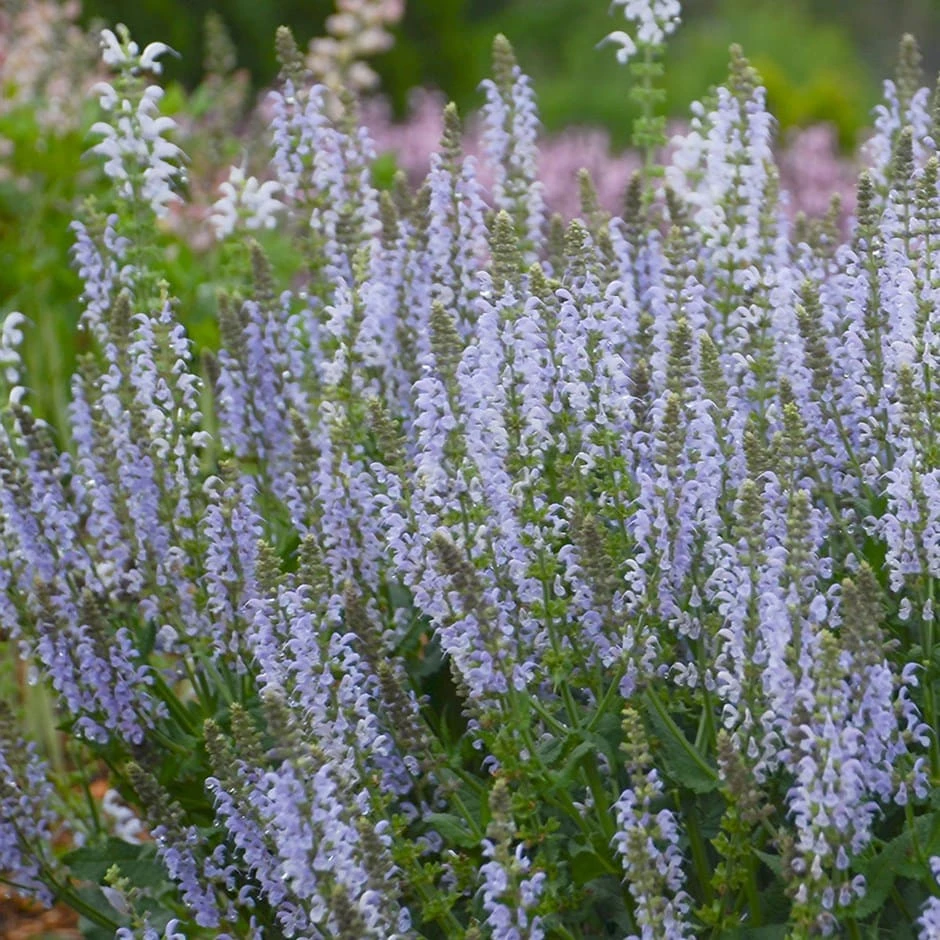 Salvia Nemerosa Crystal Blue (Color Spires Series) 3 Salvia Nemerosa Crystal Blue (Color Spires Series)