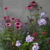 Plants For Pollinators Plant Combination 1 Plants For Pollinators Plant Combination -plant store pl2000027588
