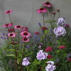 Plants For Pollinators Plant Combination