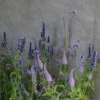 Spires And Spots Plant Combination