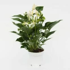 Anthurium White Champion ('Anthefaqyr') (PBR) 7 Anthurium White Champion ('Anthefaqyr') (PBR) -plant store pl2000027698 card3 lg