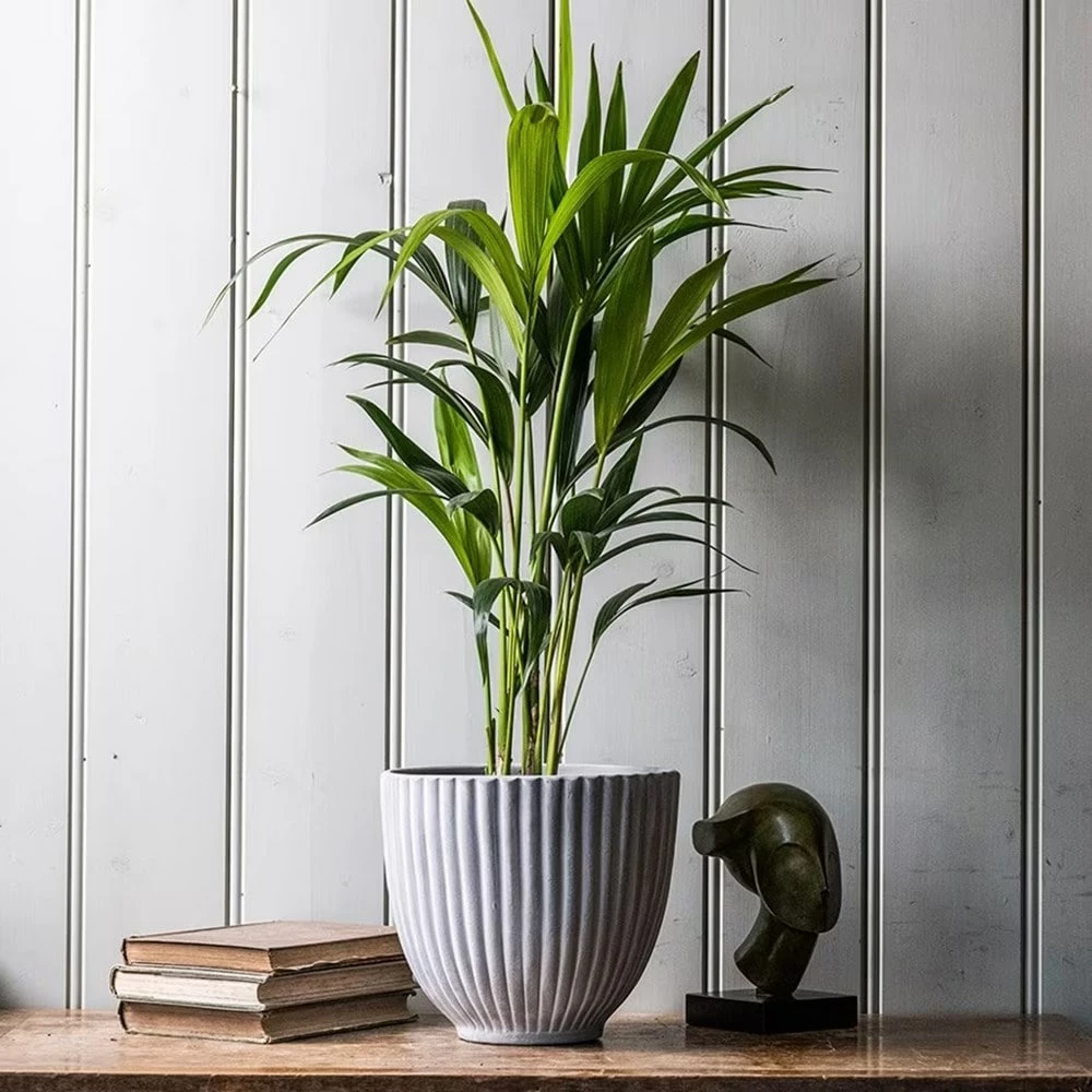 Howea Forsteriana 4 Howea Forsteriana - Image 2