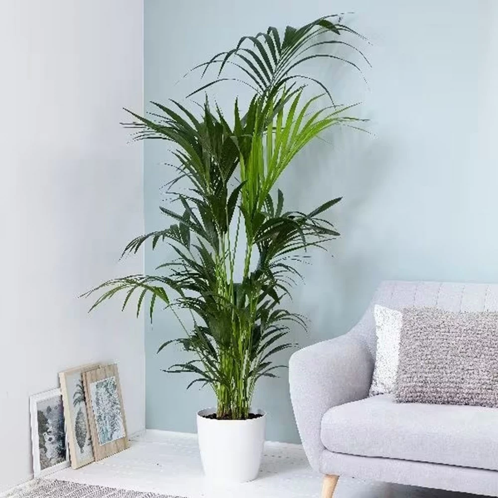 Howea Forsteriana 5 Howea Forsteriana - Image 3