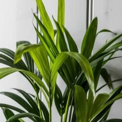 Howea Forsteriana 11 Howea Forsteriana -plant store pl2000027701 card5 lg