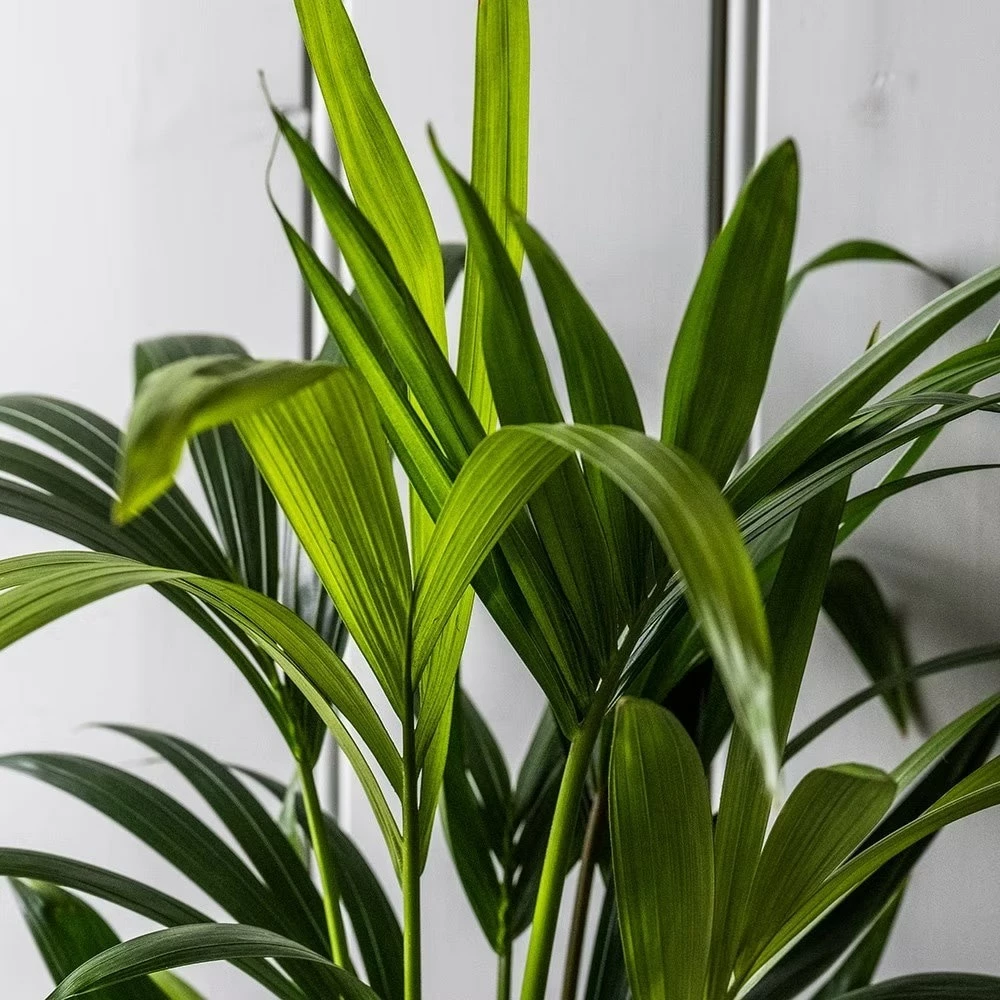 Howea Forsteriana 7 Howea Forsteriana - Image 5