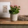 Kalanchoe Blossfeldiana 'Don Nando' (PBR) -plant store pl2000027705