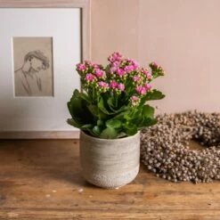 Kalanchoe Blossfeldiana 'Don Nando' (PBR) -plant store pl2000027705 card3 lg