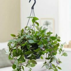 Tradescantia 'Green Hill' -plant store pl2000027706 card3 lg