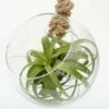 Extra Large Air Plant With Hanging Glass Orb/terrarium -plant store pl2000027709