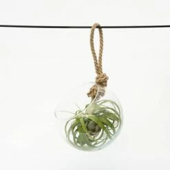 Extra Large Air Plant With Hanging Glass Orb/terrarium -plant store pl2000027709 card3 lg
