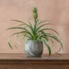 Ananas Comosus Corona ('Duranas2') (PBR) 2 Ananas Comosus Corona ('Duranas2') (PBR) -plant store pl2000027710