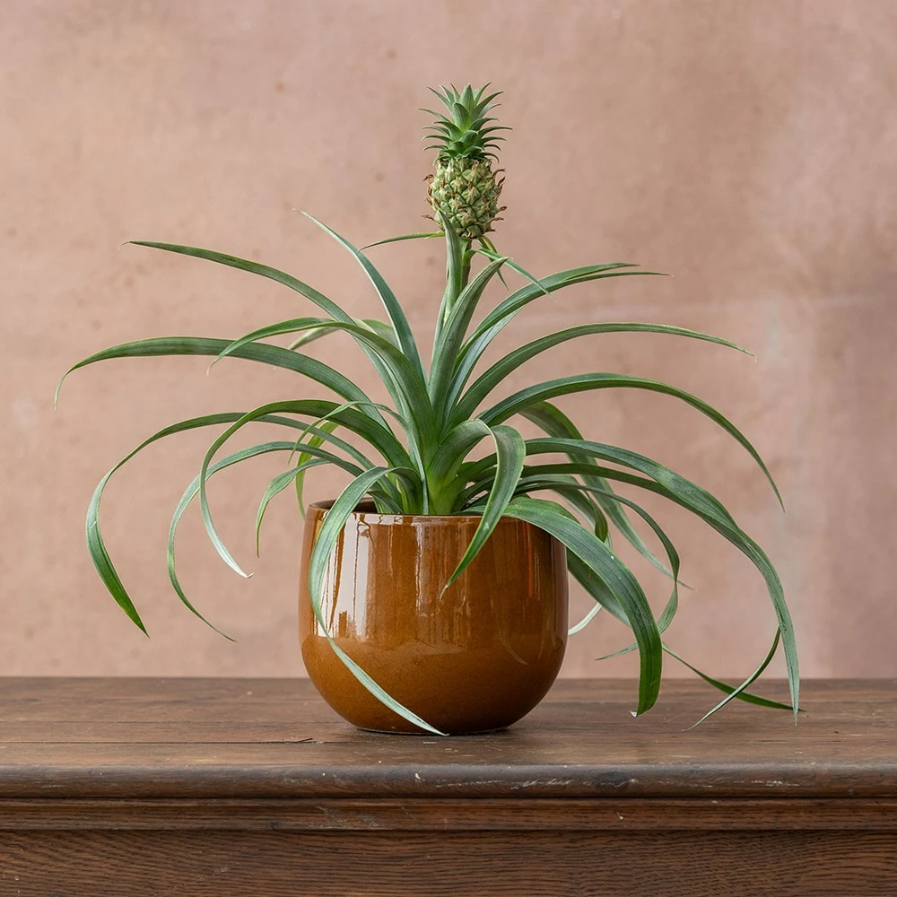 Ananas Comosus Corona ('Duranas2') (PBR) 4 Ananas Comosus Corona ('Duranas2') (PBR) - Image 2