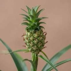 Ananas Comosus Corona ('Duranas2') (PBR) 9 Ananas Comosus Corona ('Duranas2') (PBR) -plant store pl2000027710 card4 lg