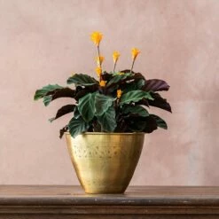 Goeppertia Crocata 'Tassmania'