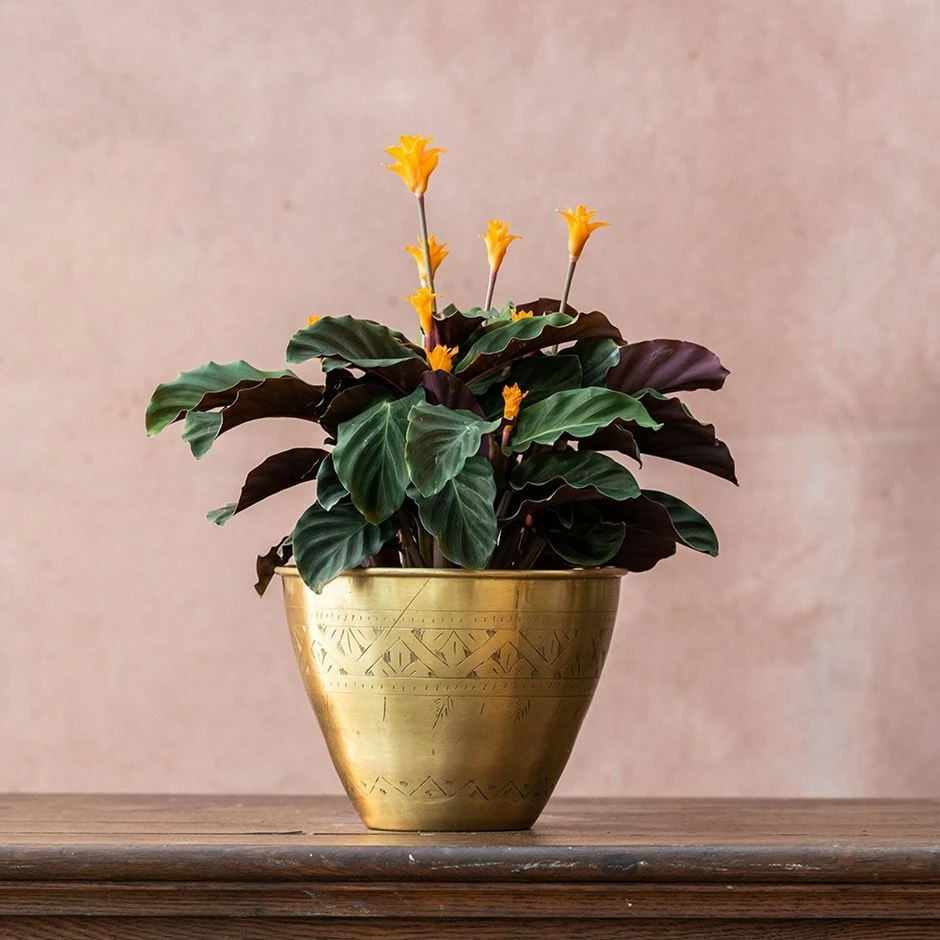 Goeppertia Crocata 'Tassmania' 3 Goeppertia Crocata 'Tassmania'