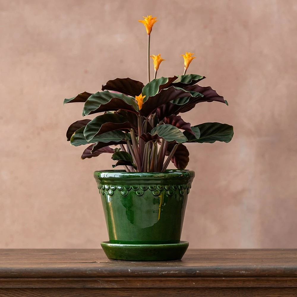 Goeppertia Crocata 'Tassmania' 4 Goeppertia Crocata 'Tassmania' - Image 2