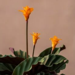 Goeppertia Crocata 'Tassmania' 9 Goeppertia Crocata 'Tassmania' -plant store pl2000027721 card3 lg