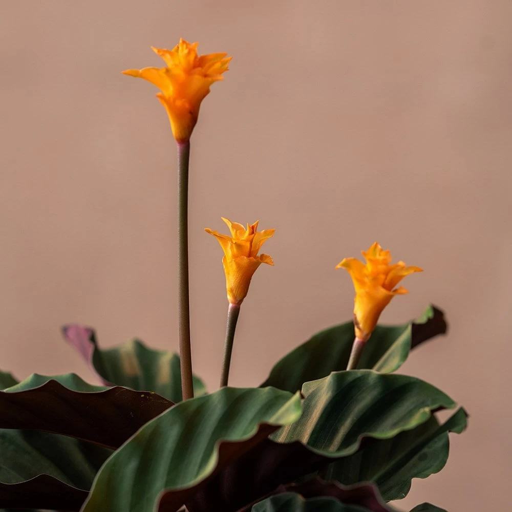 Goeppertia Crocata 'Tassmania' 5 Goeppertia Crocata 'Tassmania' - Image 3