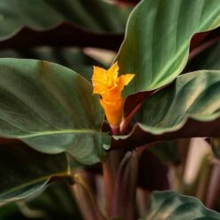 Goeppertia Crocata 'Tassmania' 10 Goeppertia Crocata 'Tassmania' -plant store pl2000027721 card4 lg