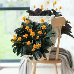 Goeppertia Crocata 'Tassmania' 11 Goeppertia Crocata 'Tassmania' -plant store pl2000027721 card5 lg