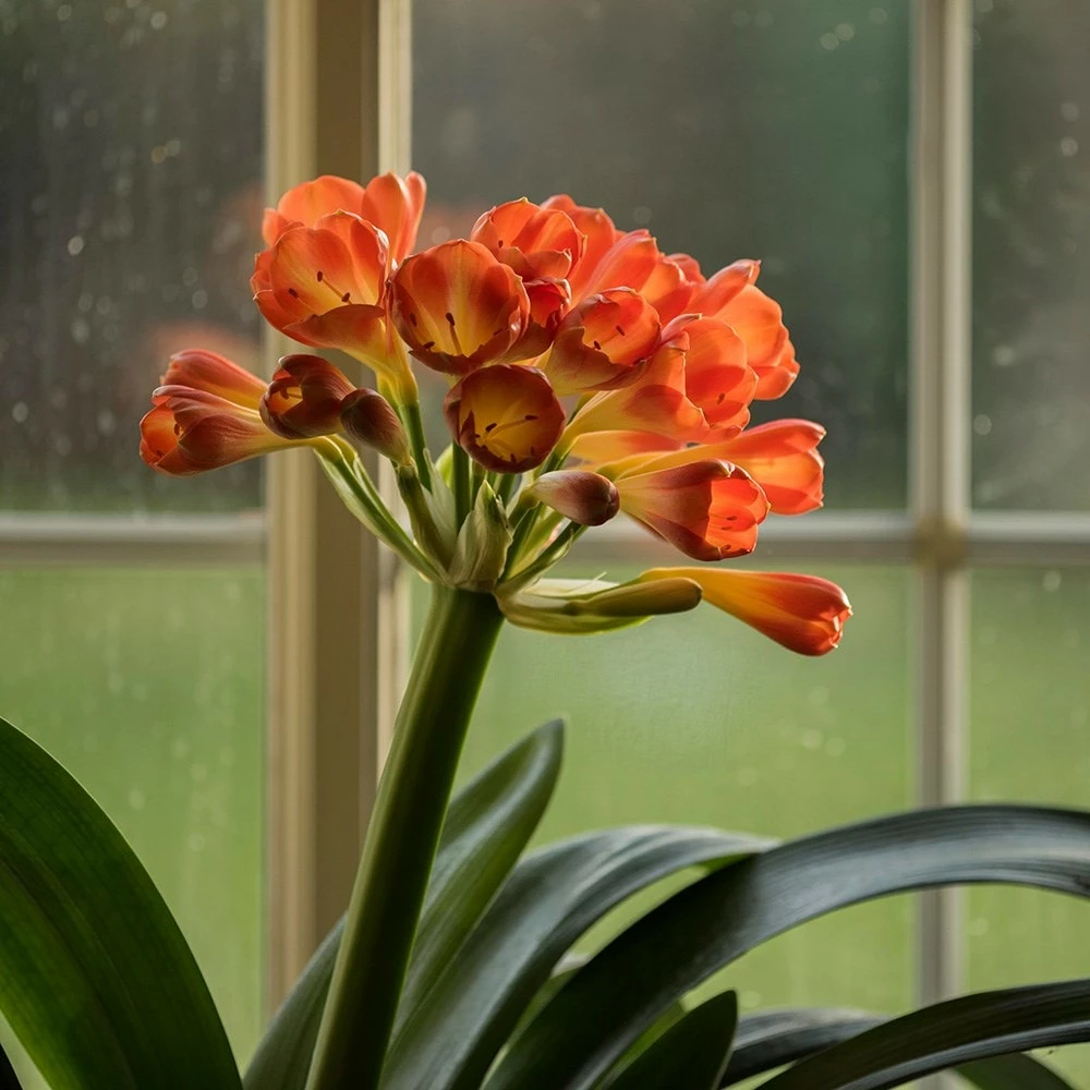 Clivia Miniata 4 Clivia Miniata - Image 3