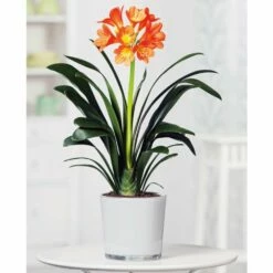 Clivia Miniata 10 Clivia Miniata -plant store pl2000027724 card4 lg