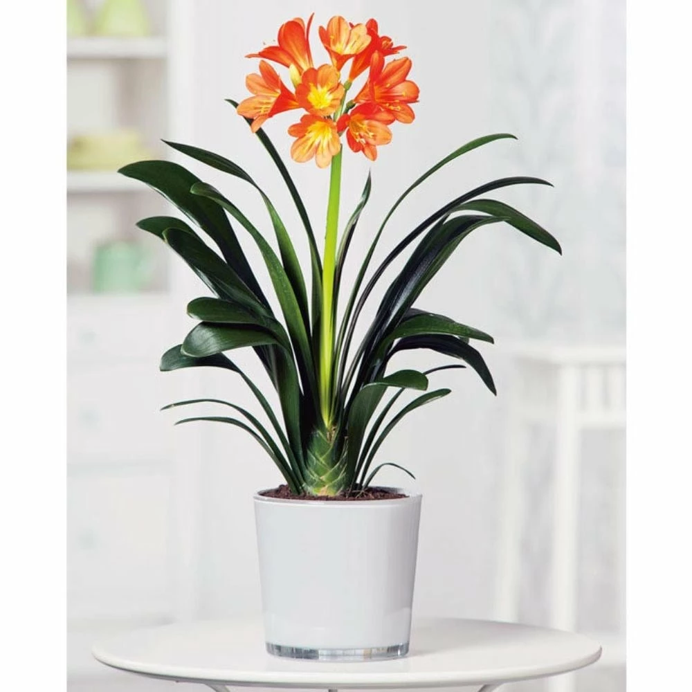 Clivia Miniata 5 Clivia Miniata - Image 4