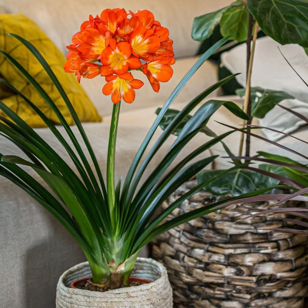 Clivia Miniata 6 Clivia Miniata - Image 5