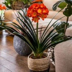 Clivia Miniata 12 Clivia Miniata -plant store pl2000027724 card6 lg