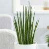 Sansevieria Bacularis 'Mikado' 1 Sansevieria Bacularis 'Mikado' -plant store pl2000027729