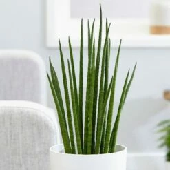 plant store 58 Sansevieria Bacularis 'Mikado'