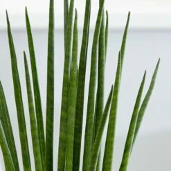 plant store -plant store pl2000027729 card2 lg