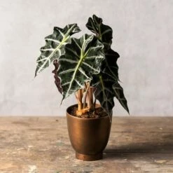 Alocasia × Amazonica 'Polly'