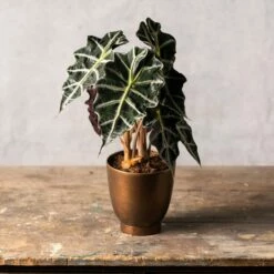 Alocasia × Amazonica 'Polly' -plant store pl2000027731 card3 lg