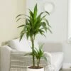 Dracaena Fragrans 'Janet Craig' -plant store pl2000027738