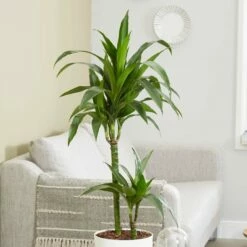 plant store 48 Dracaena Fragrans 'Janet Craig'