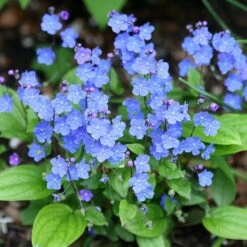 Omphalodes Cappadocica 'Cherry Ingram'