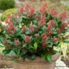 Skimmia Japonica 'Rubella' (male) 2 Skimmia Japonica 'Rubella' (male) -plant store pl2000027773