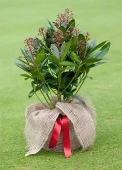 Skimmia Japonica 'Rubella' (male) 9 Skimmia Japonica 'Rubella' (male) -plant store pl2000027773 card3 lg