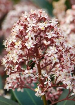 Skimmia Japonica 'Rubella' (male) 10 Skimmia Japonica 'Rubella' (male) -plant store pl2000027773 card4 lg