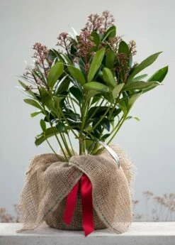 Skimmia Japonica 'Rubella' (male) 11 Skimmia Japonica 'Rubella' (male) -plant store pl2000027773 card5 lg