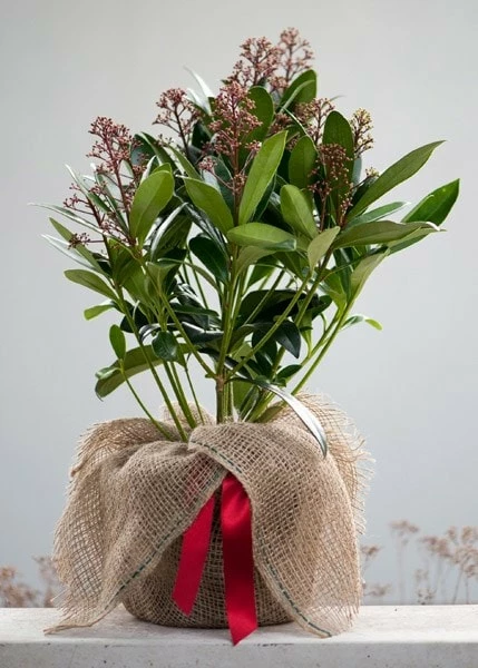 Skimmia Japonica 'Rubella' (male) 7 Skimmia Japonica 'Rubella' (male) - Image 5