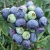 Blueberry 'Darrow' -plant store pl2000027777